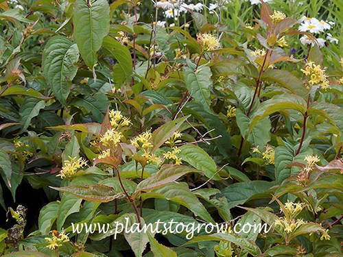 Bush Honeysuckle (Diervilla lonicera)